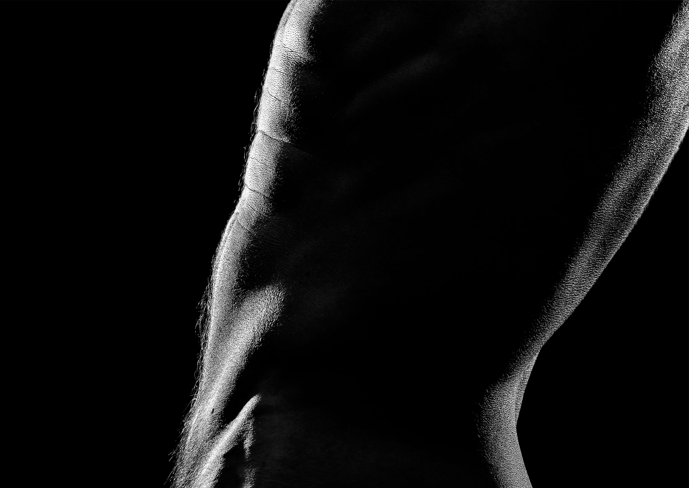 Sexy high contrast fine art portrait of nude male athlete